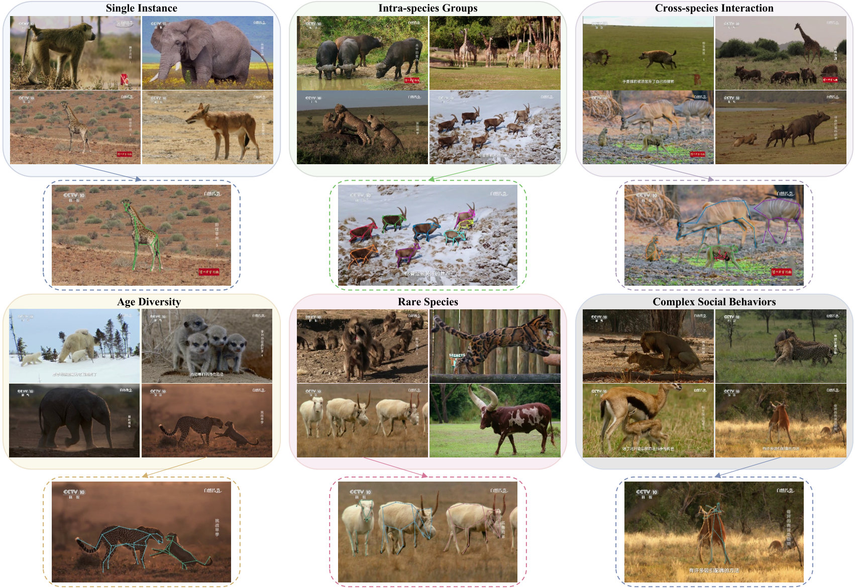 Overview of Animal World showing single instances, intra-species groups, cross-species interactions, age diversity, rare species, and complex social behaviors