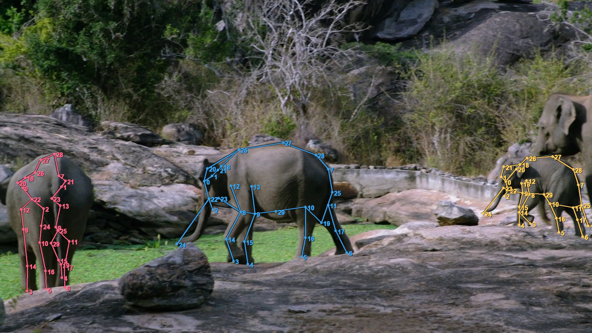 Visualization of the 30 animal keypoints on a quadruped